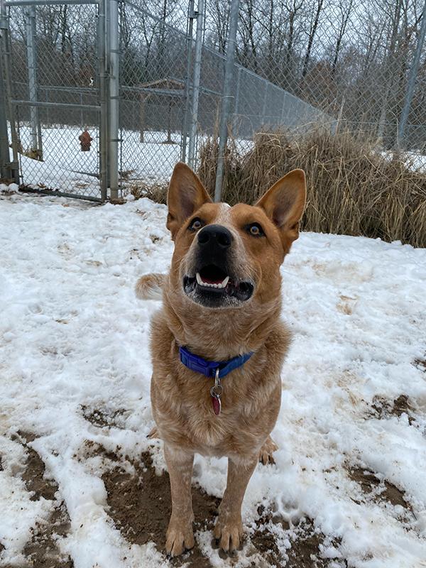 Copper, ADOPTABLE, Adult Male Australian Cattle Dog / Blue Heeler.