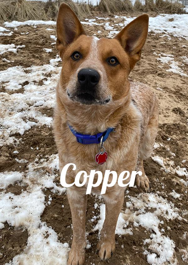 Enlarge Copper, a ADOPTABLE Australian Cattle Dog / Blue Heeler in Manistee, MI image 2/2