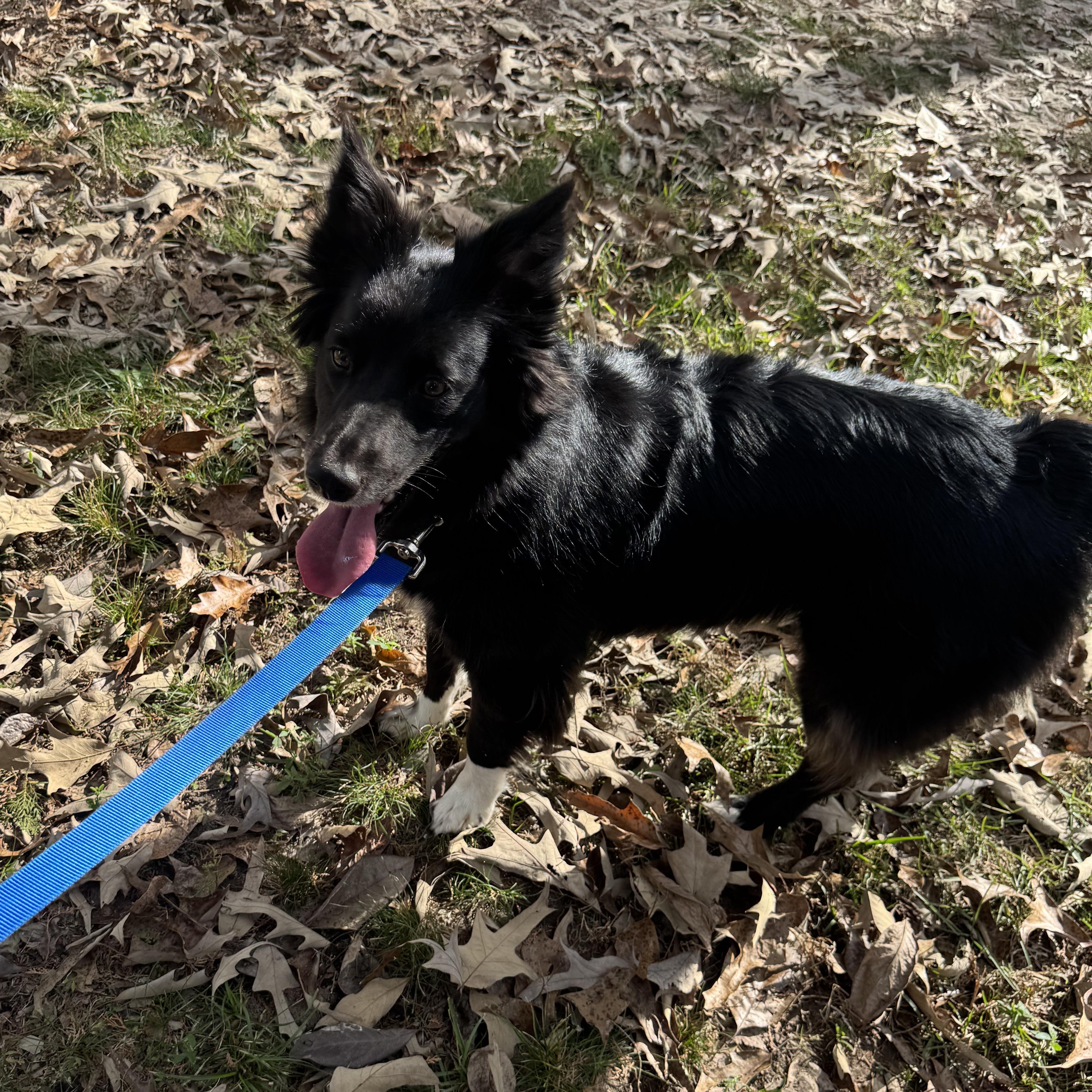 Sally, an adopted mixed breed in Warwick, RI image 4/6