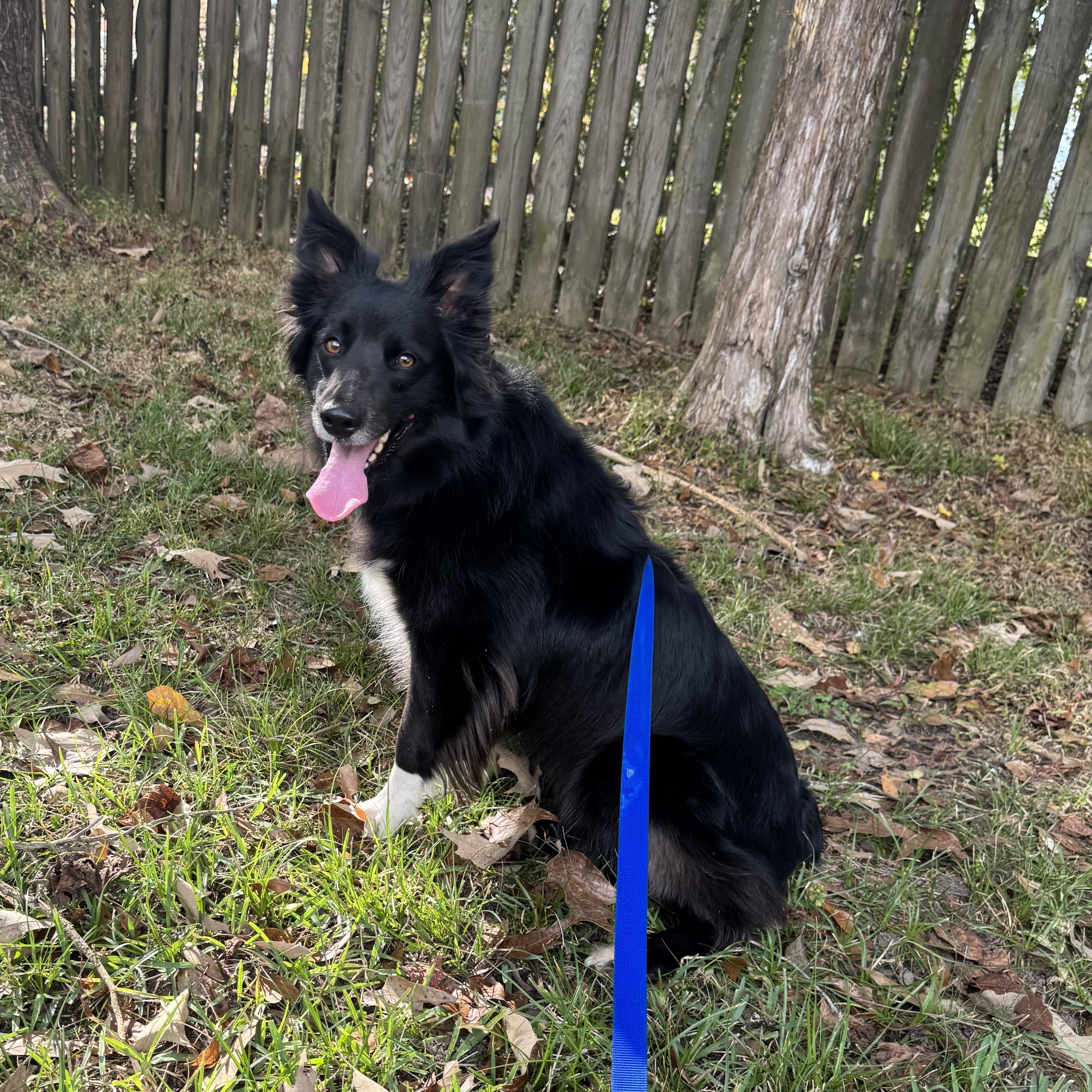 Sally, an adopted mixed breed in Warwick, RI image 3/6