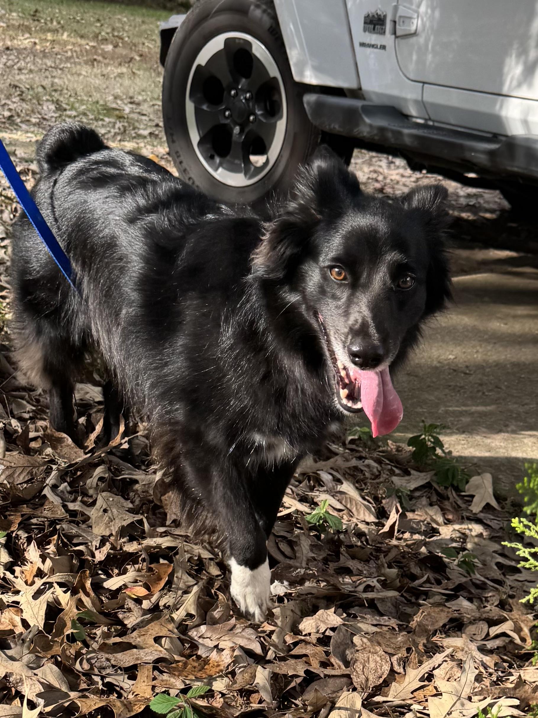 Sally, an adopted mixed breed in Warwick, RI image 5/6