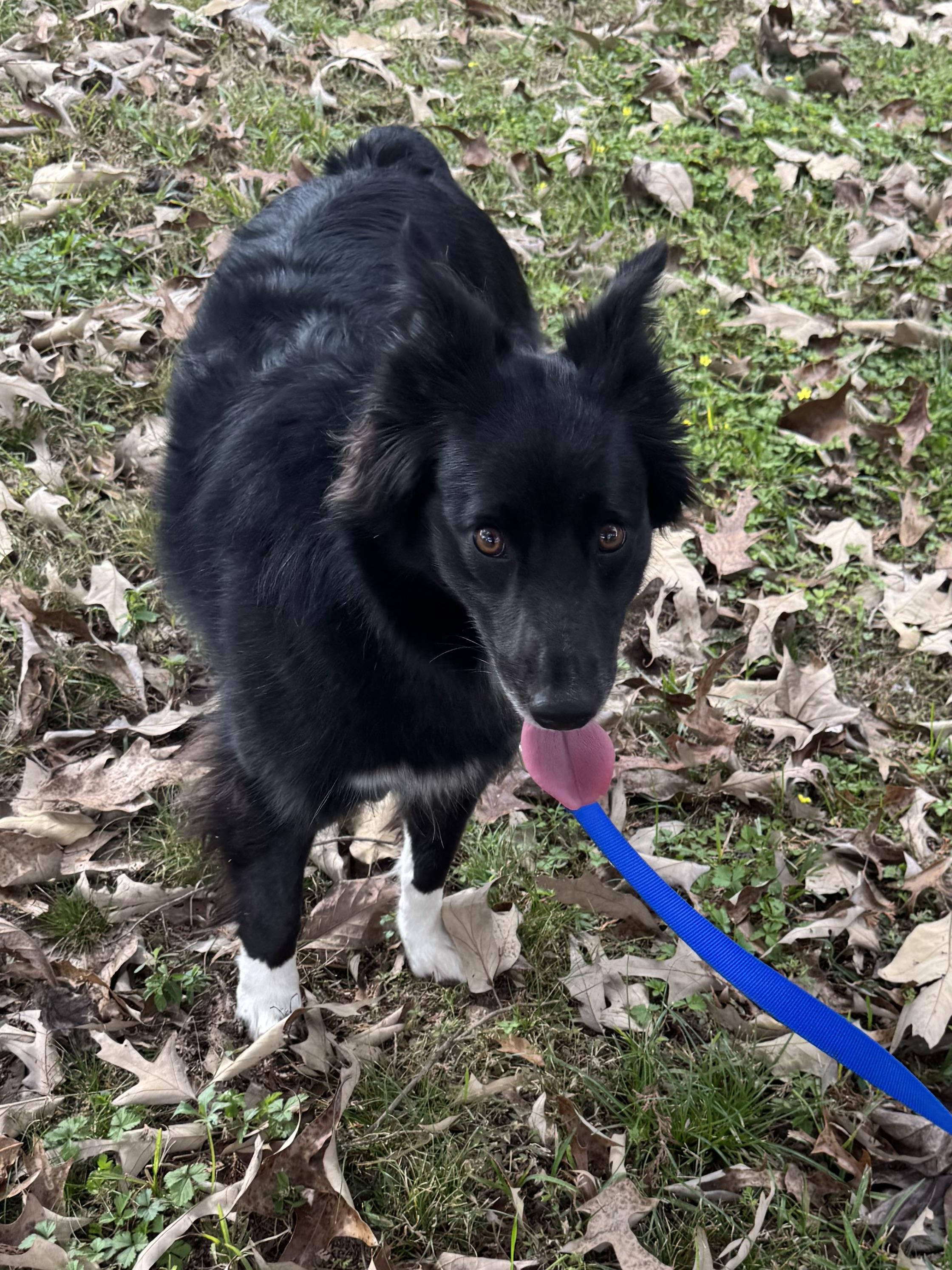 Sally, adopted, Young Female Australian Shepherd.