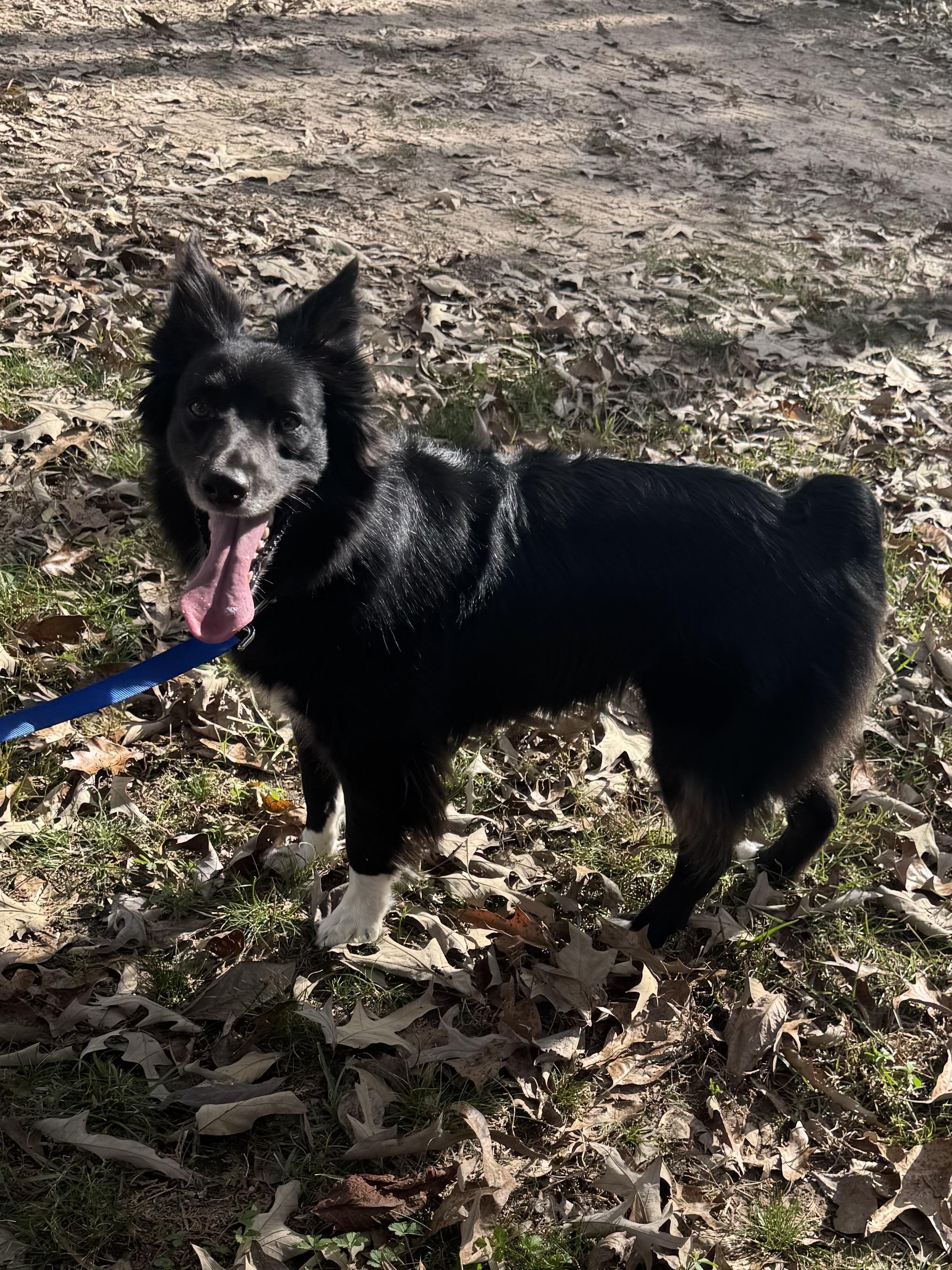 Sally, an adopted mixed breed in Warwick, RI image 6/6