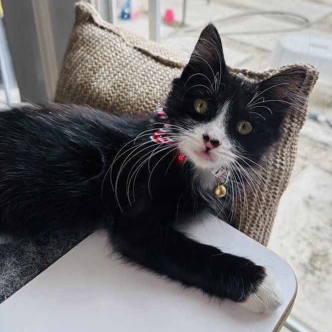 Whiskers thumbnail 2