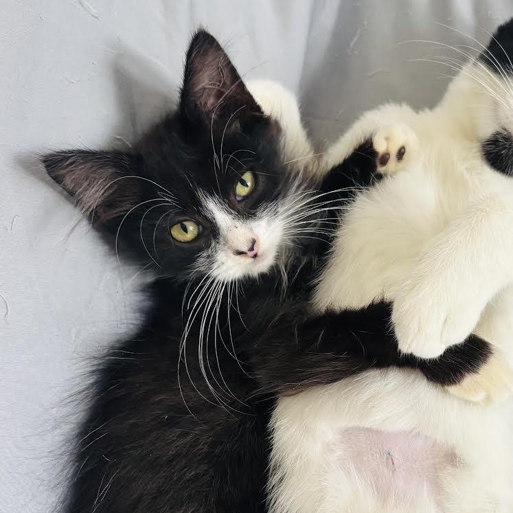 Whiskers thumbnail 5