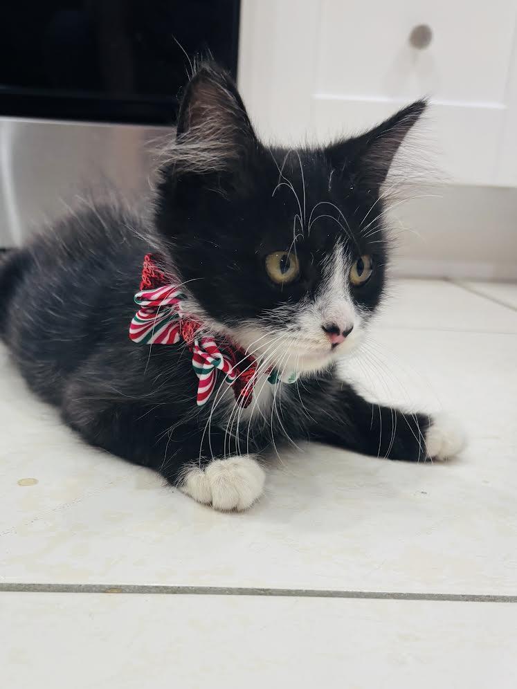 Whiskers thumbnail 3