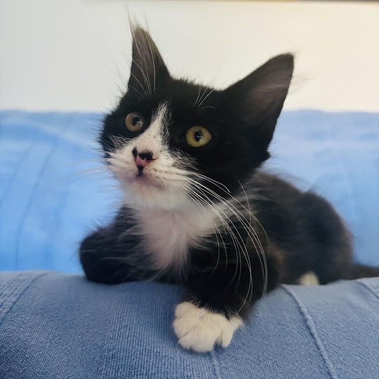 Whiskers thumbnail 6