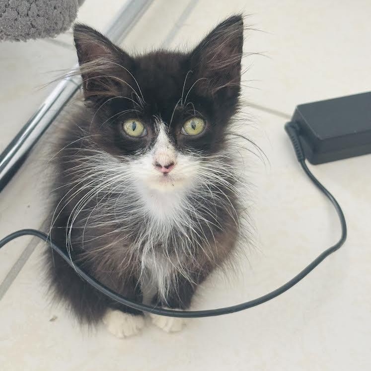 Whiskers thumbnail 4