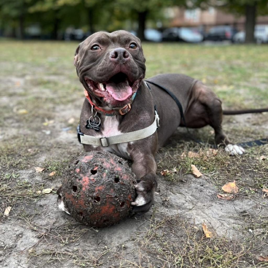 Enlarge Randy, a Adoptable mixed breed in Chicago, IL image 1/6