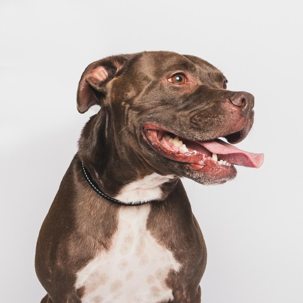 Enlarge Randy, a Adoptable mixed breed in Chicago, IL image 2/6