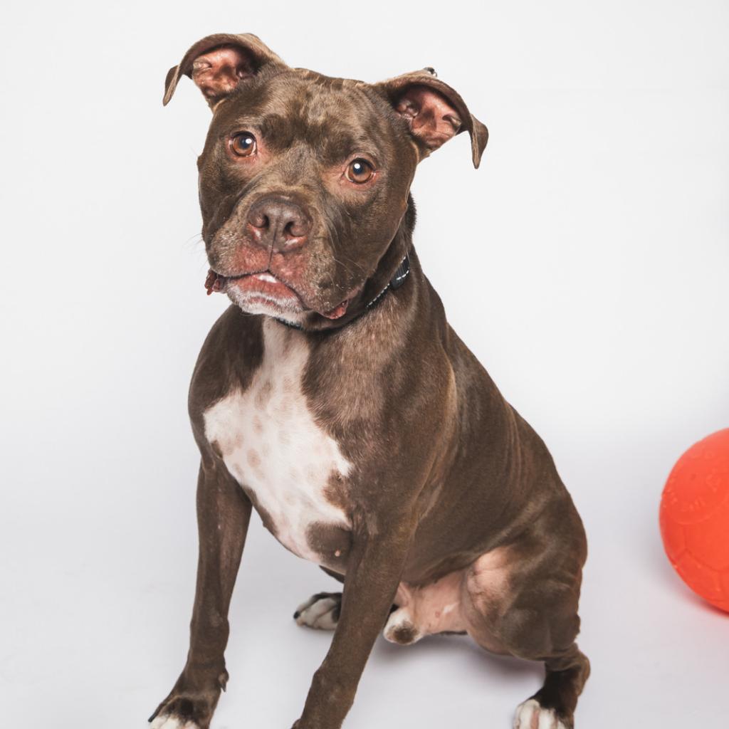 Enlarge Randy, a Adoptable mixed breed in Chicago, IL image 3/6