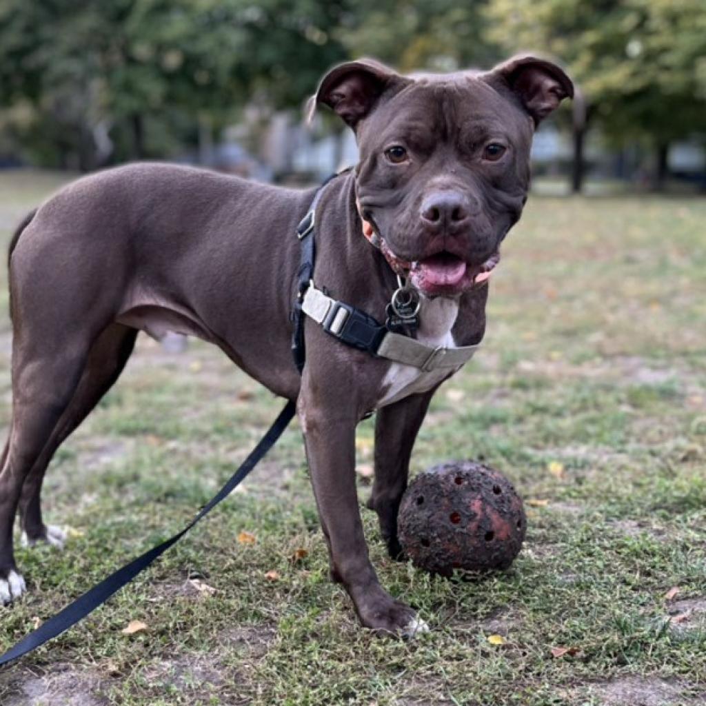 Enlarge Randy, a Adoptable mixed breed in Chicago, IL image 4/6