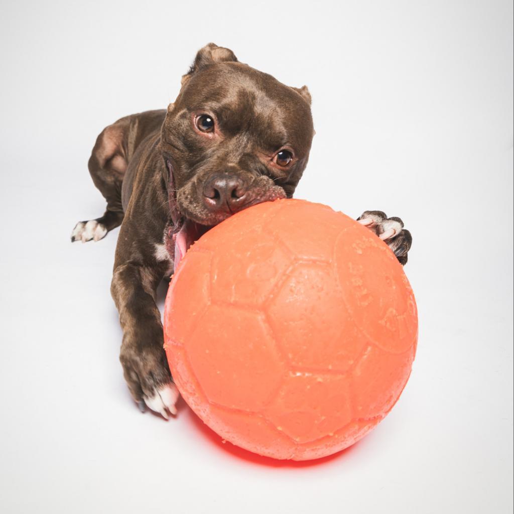 Enlarge Randy, a Adoptable mixed breed in Chicago, IL image 5/6