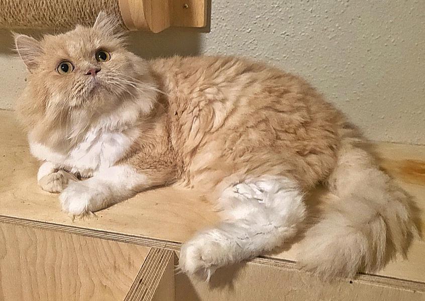 Honey, a ADOPTABLE Persian in Converse, TX image 3/4