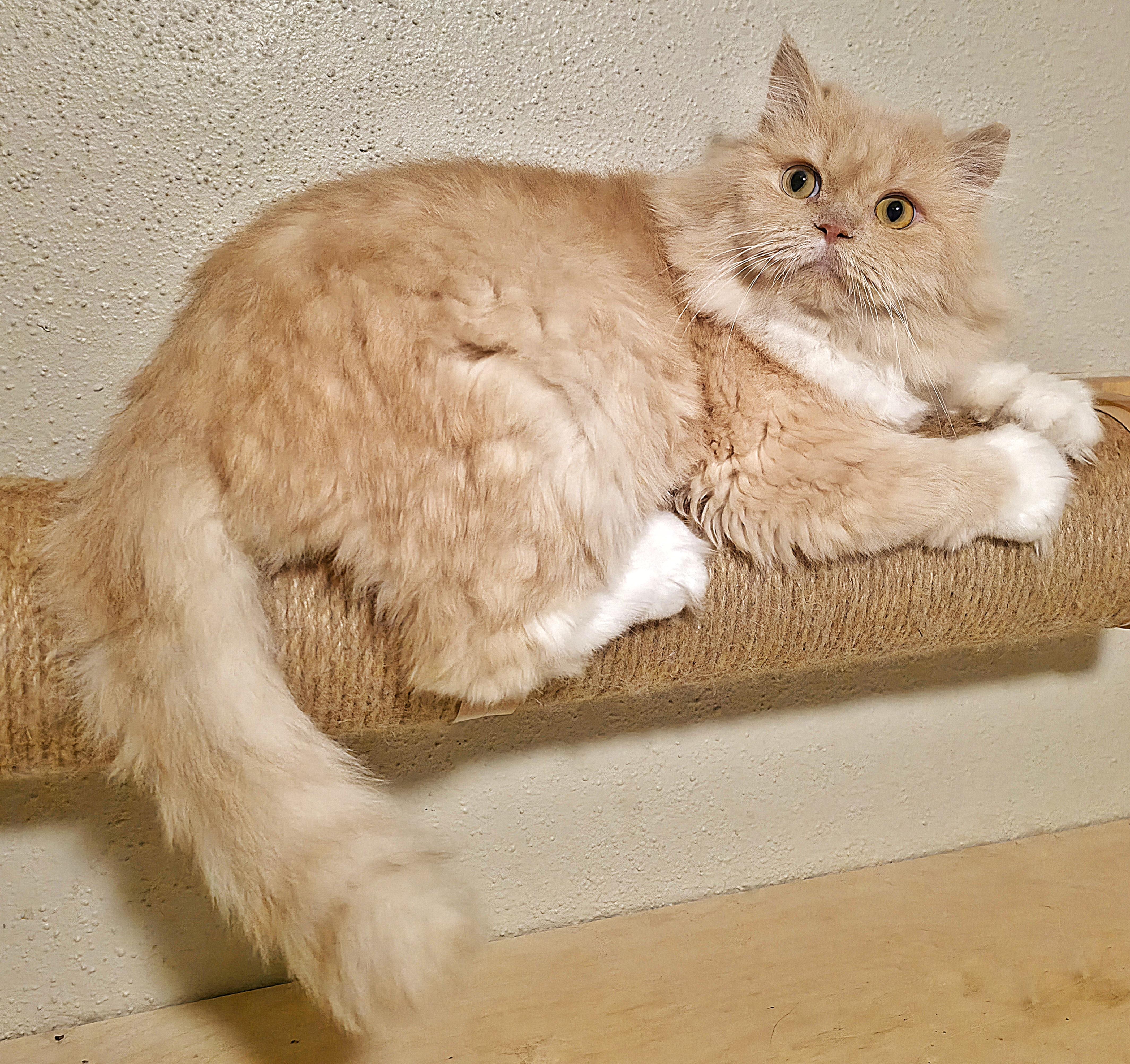 Honey, a ADOPTABLE Persian in Converse, TX image 2/4
