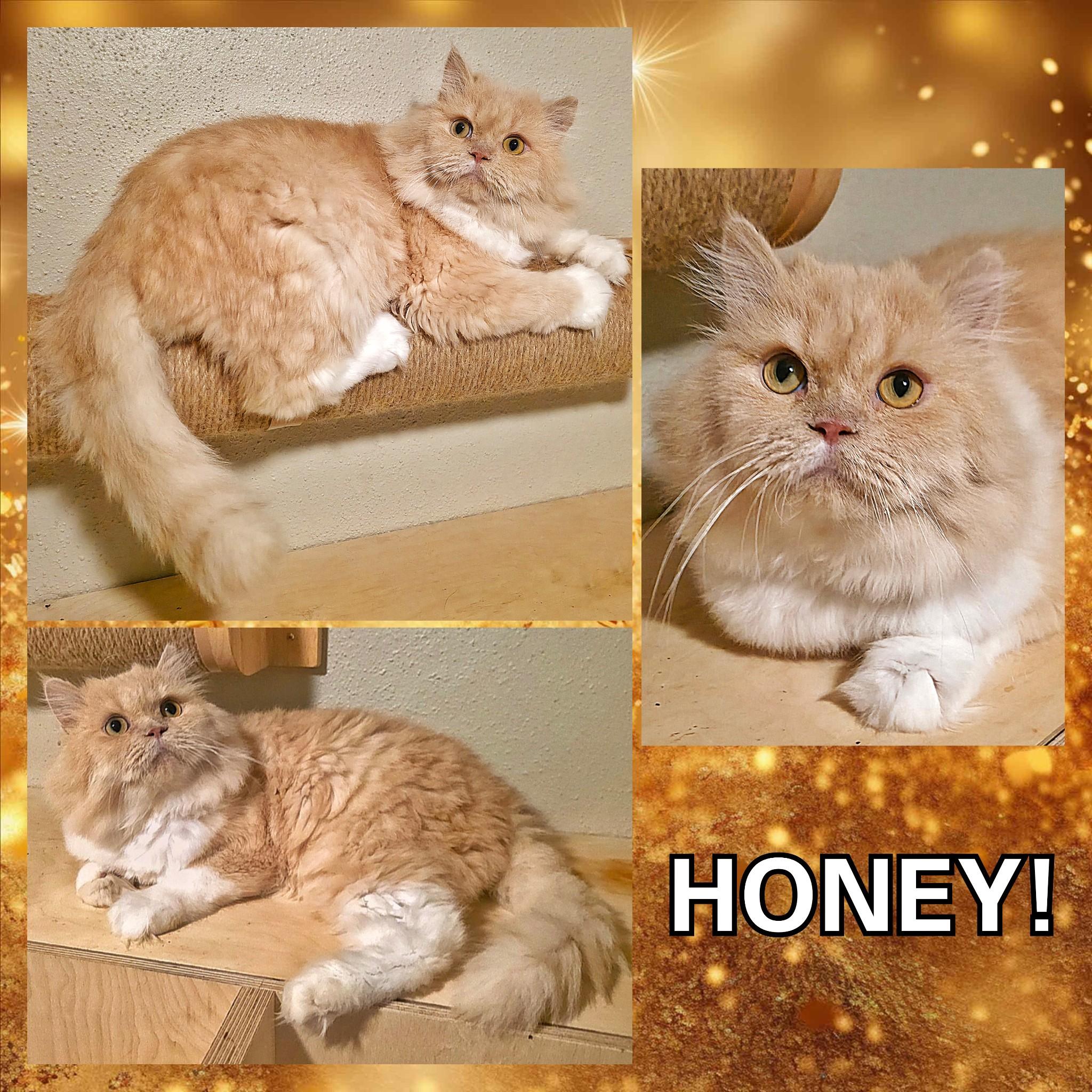 Honey, a ADOPTABLE Persian in Converse, TX image 4/4