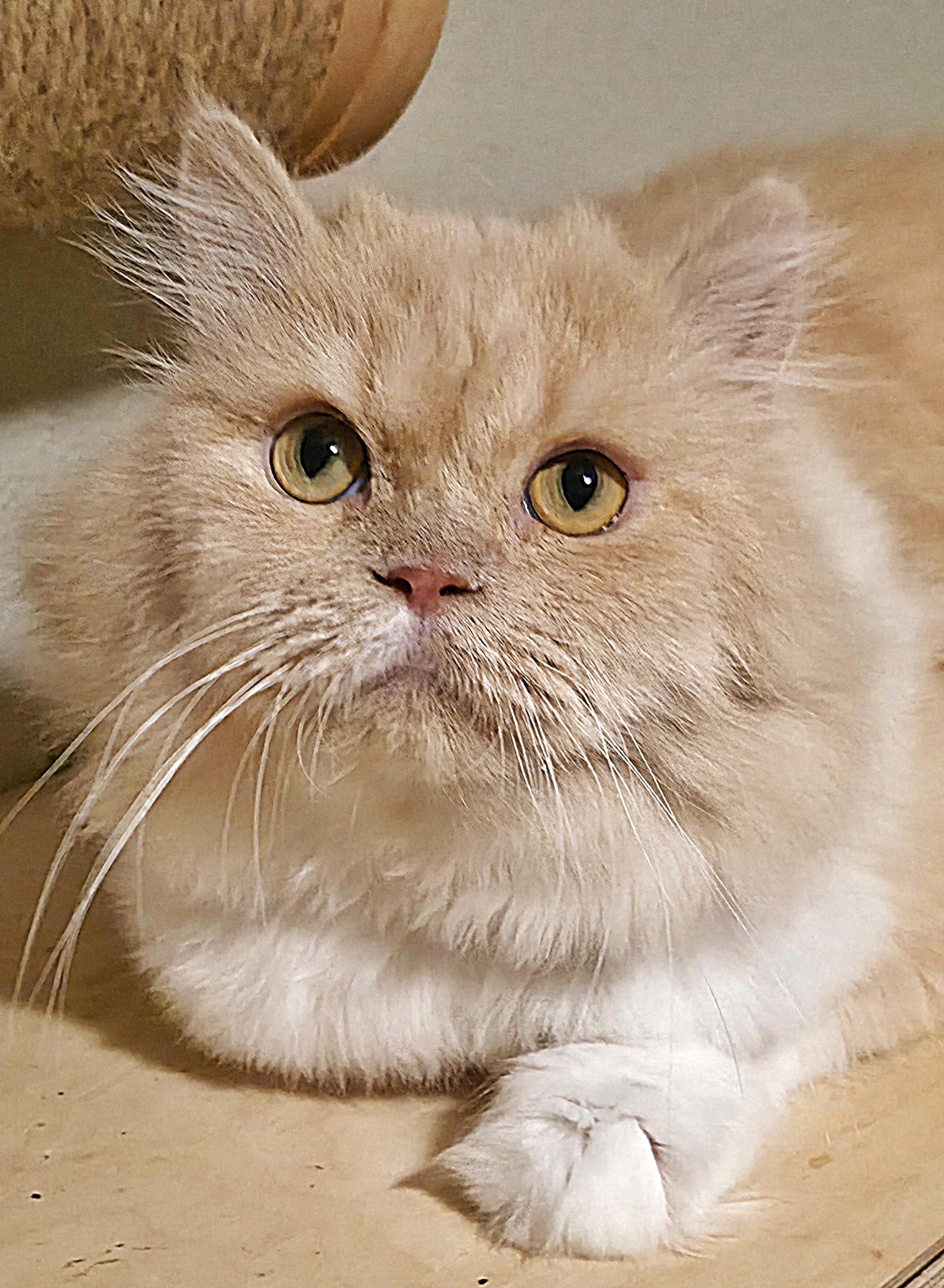 Honey, ADOPTABLE, Young Male Persian.