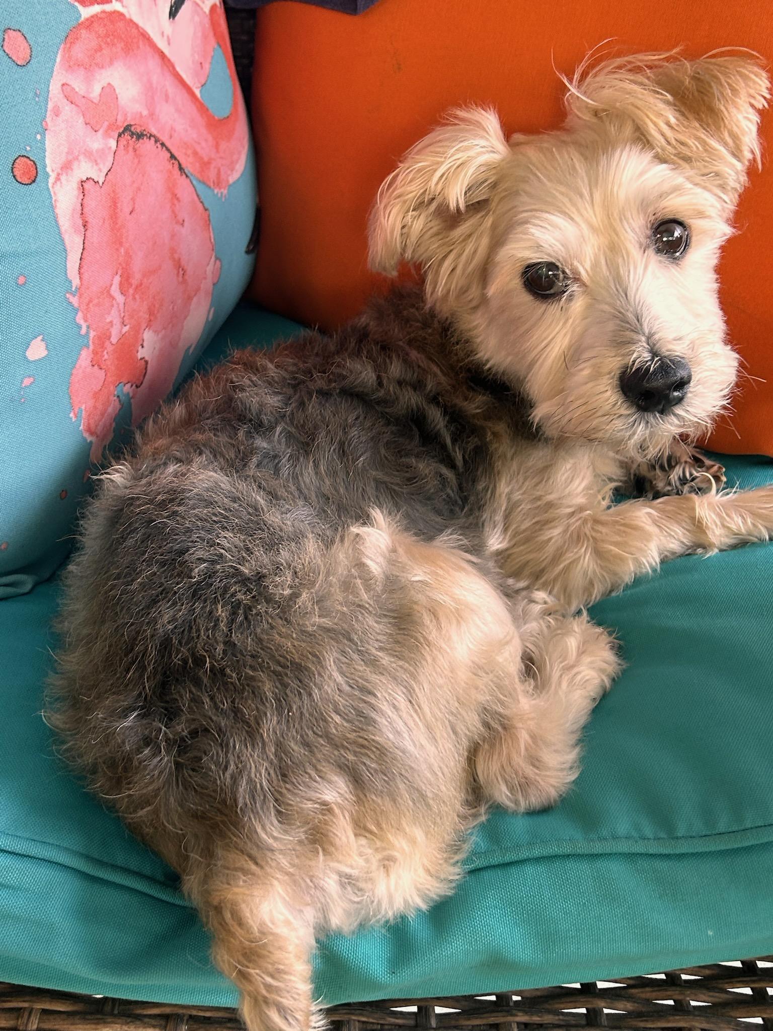 Charlie, a Adoptable Yorkshire Terrier in Suffolk, VA image 1/3