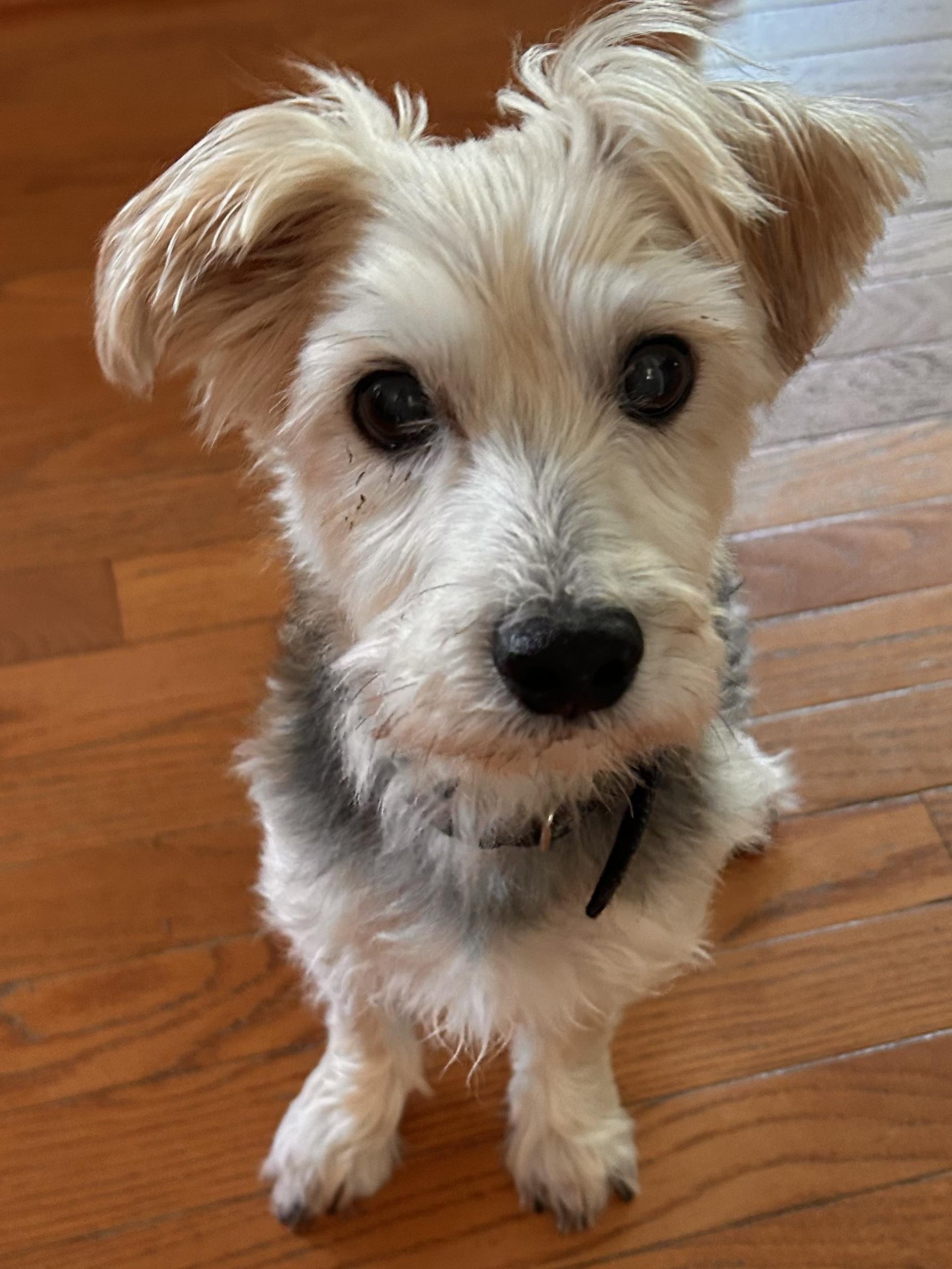 Charlie, a Adoptable Yorkshire Terrier in Suffolk, VA image 3/3