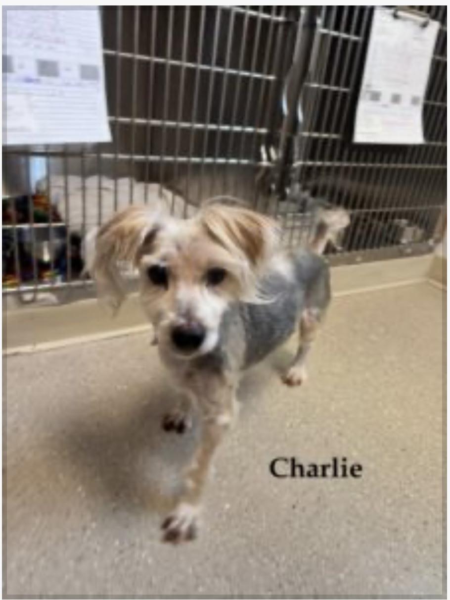 Charlie, a Adoptable Yorkshire Terrier in Suffolk, VA image 2/3