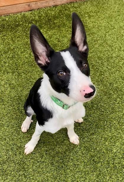 Zoot, a Adoptable mixed breed in Eugene, OR image 1/3