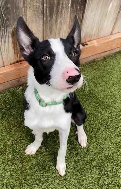 Zoot, a Adoptable mixed breed in Eugene, OR image 2/3