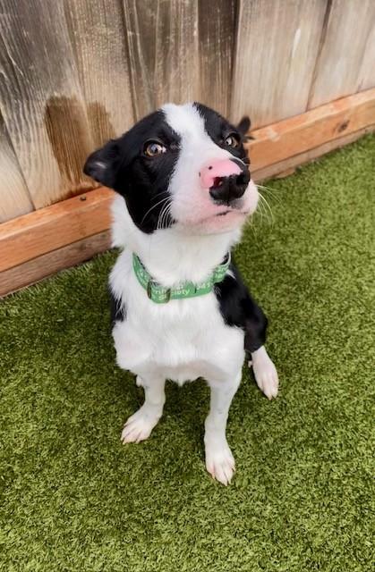 Zoot, a Adoptable mixed breed in Eugene, OR image 3/3