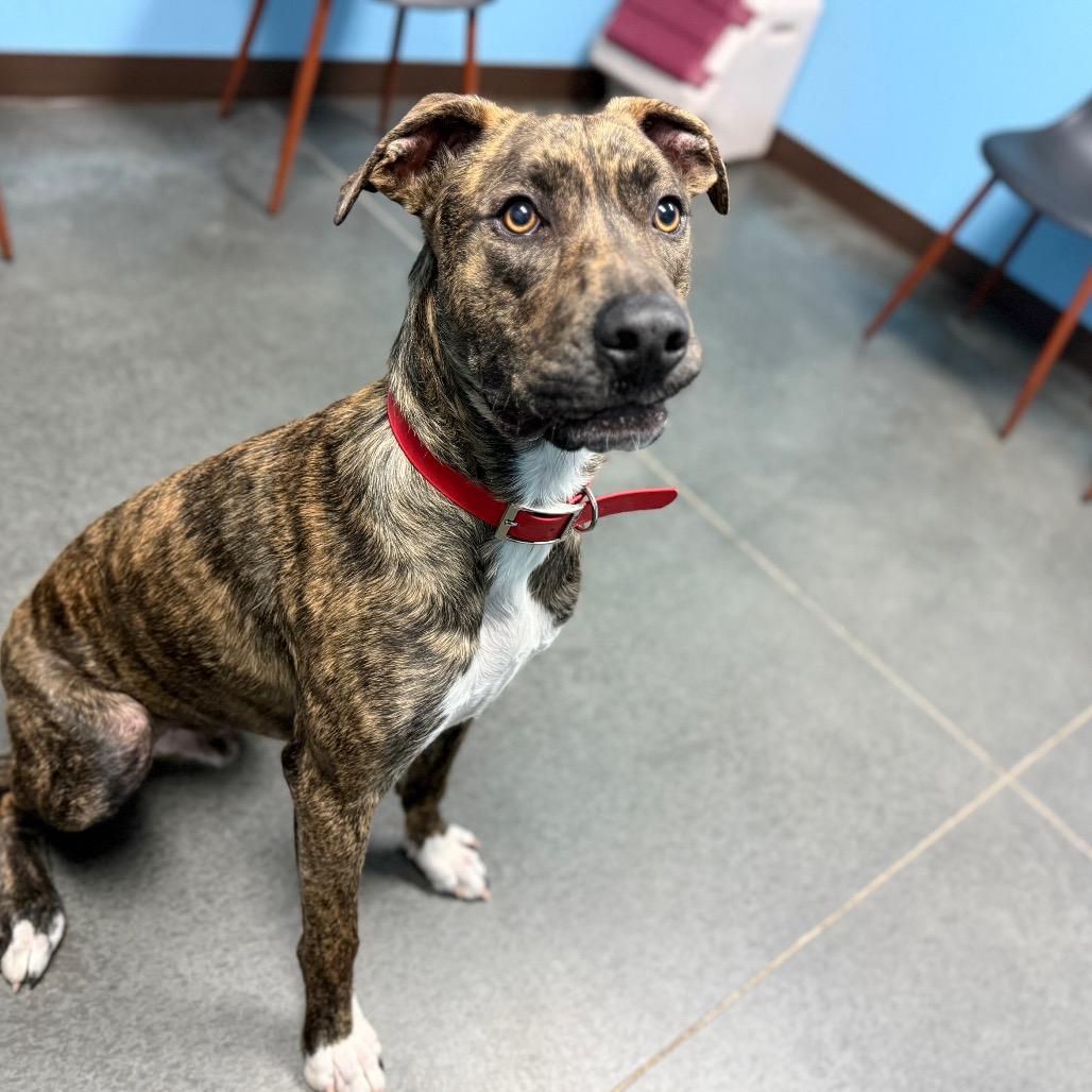 Trapper, Adoptable, Young Male Mixed Breed.