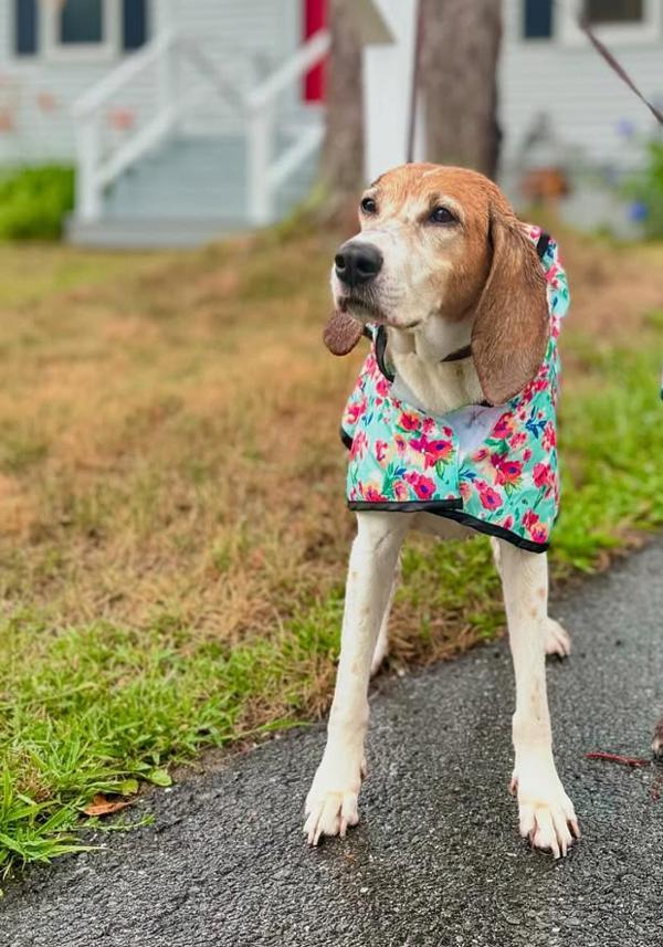 Pebbles, Adoptable, Senior Female Beagle & Coonhound.
