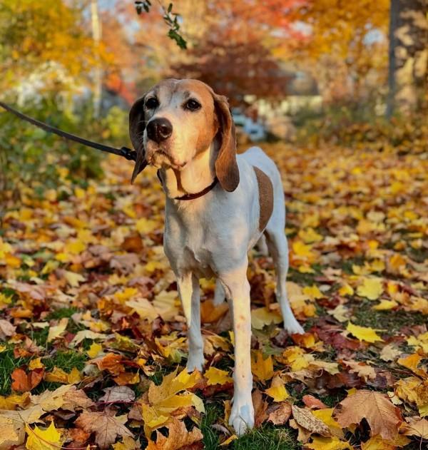 Enlarge Pebbles, a Adoptable mixed breed in Richmond, BC image 2/2