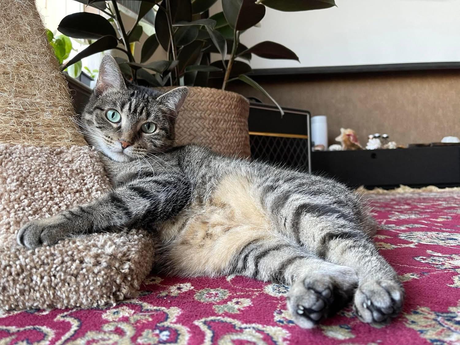 Enlarge Zara (your lap cat), a Adoptable Domestic Short Hair in Sugar Land, TX image 2/4