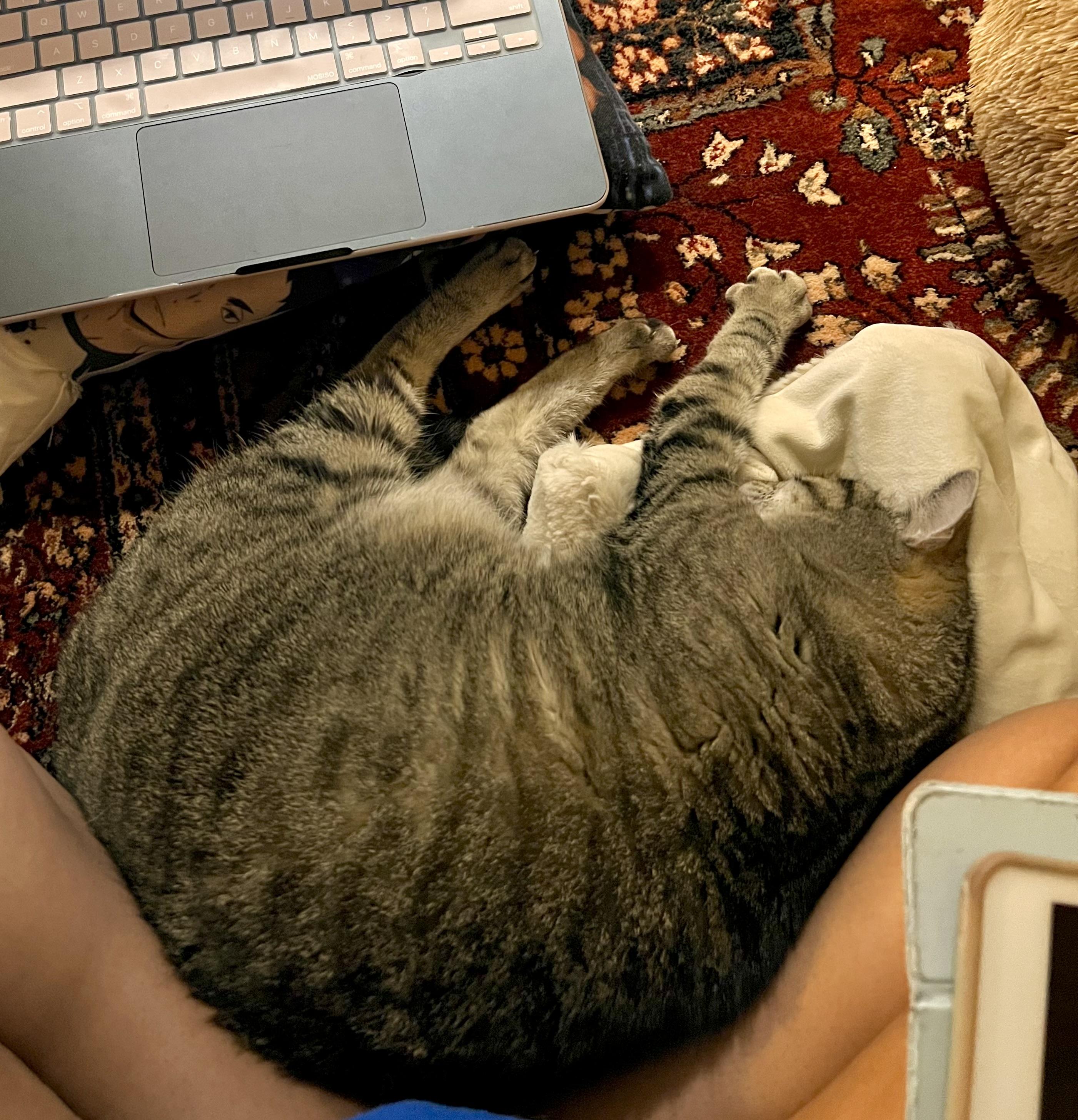 Zara (your lap cat), Adoptable, Senior Female Domestic Short Hair.