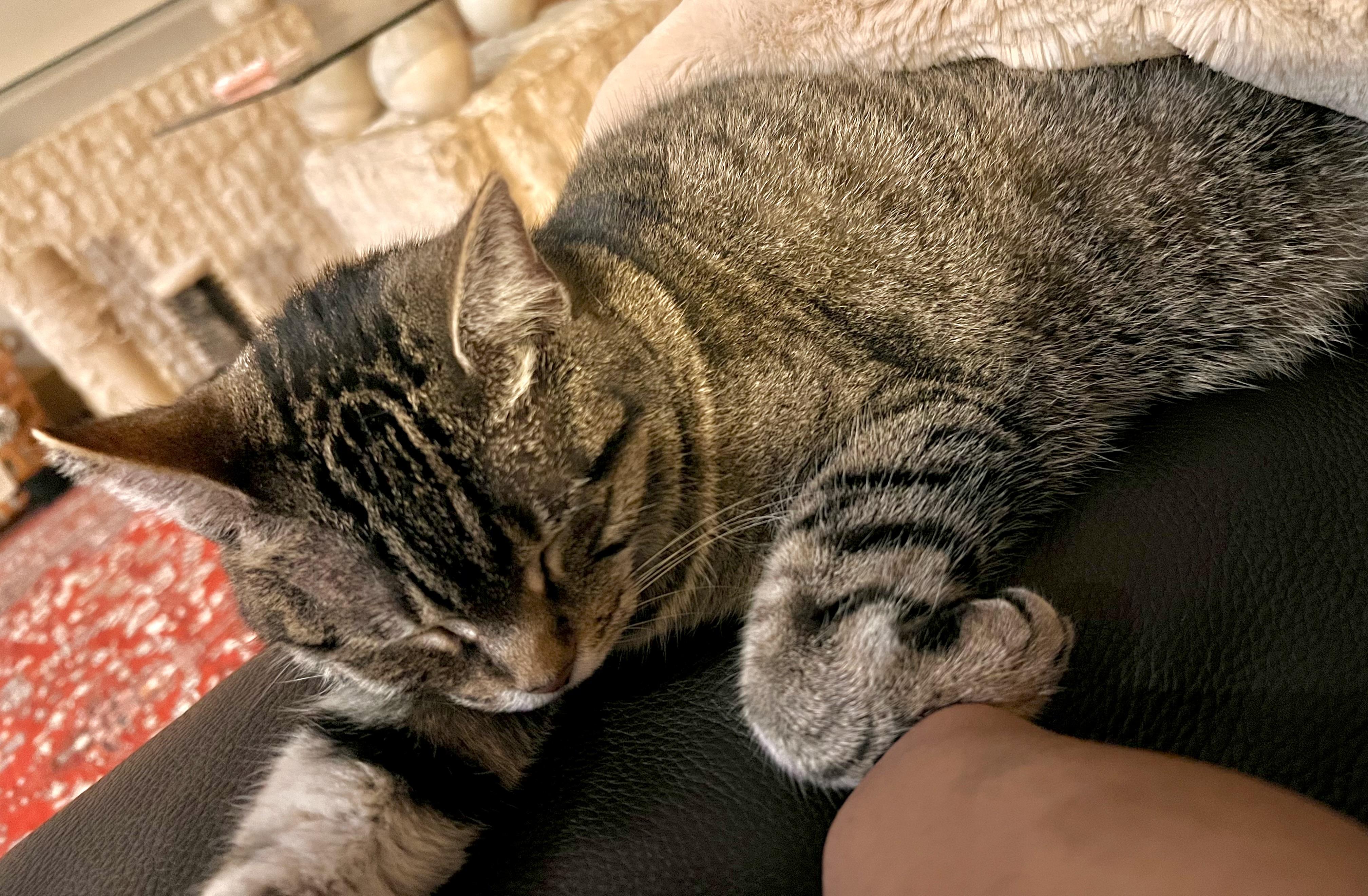 Enlarge Zara (your lap cat), a Adoptable Domestic Short Hair in Sugar Land, TX image 3/4