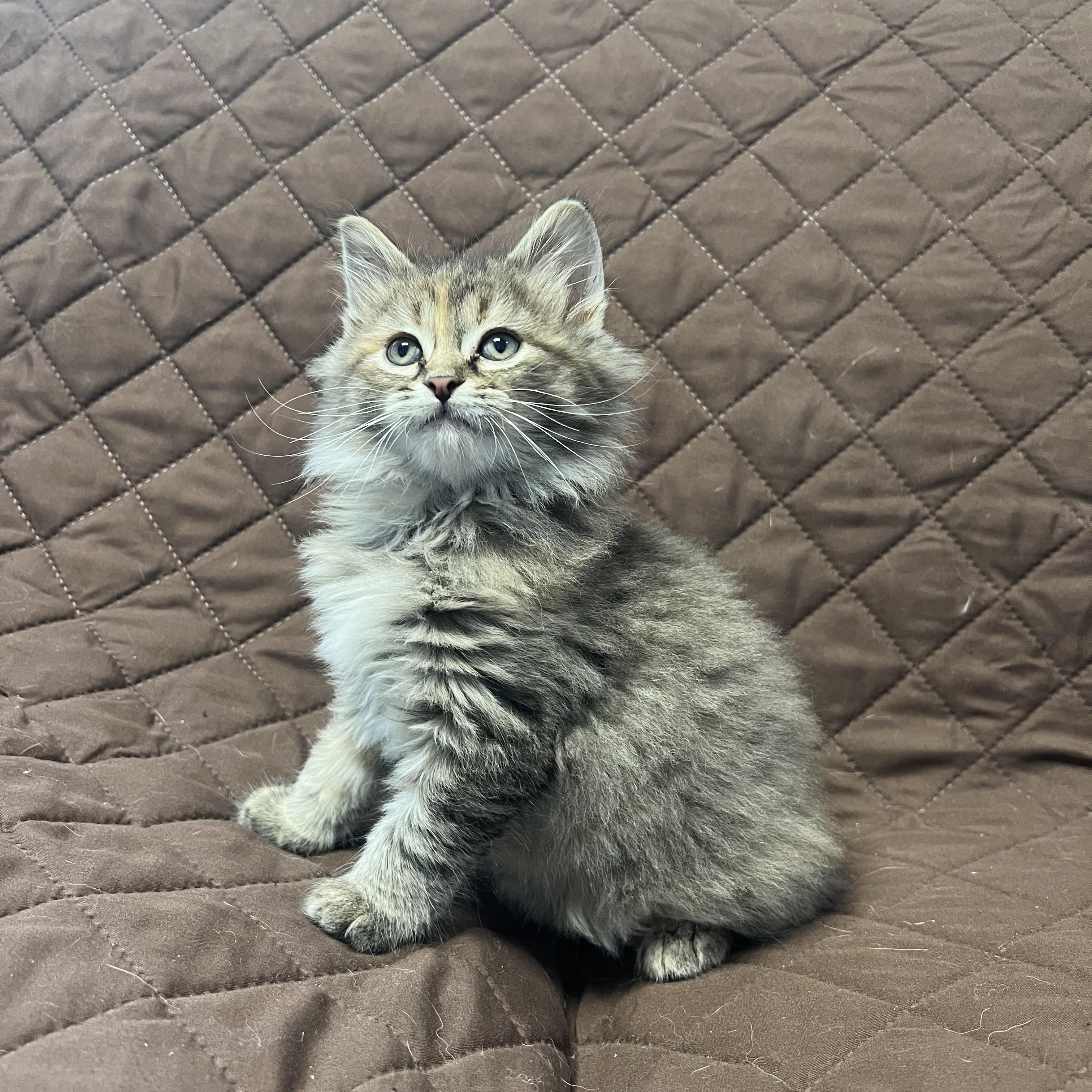 Sloppy Jo, Adopted, Kitten Female Domestic Long Hair.