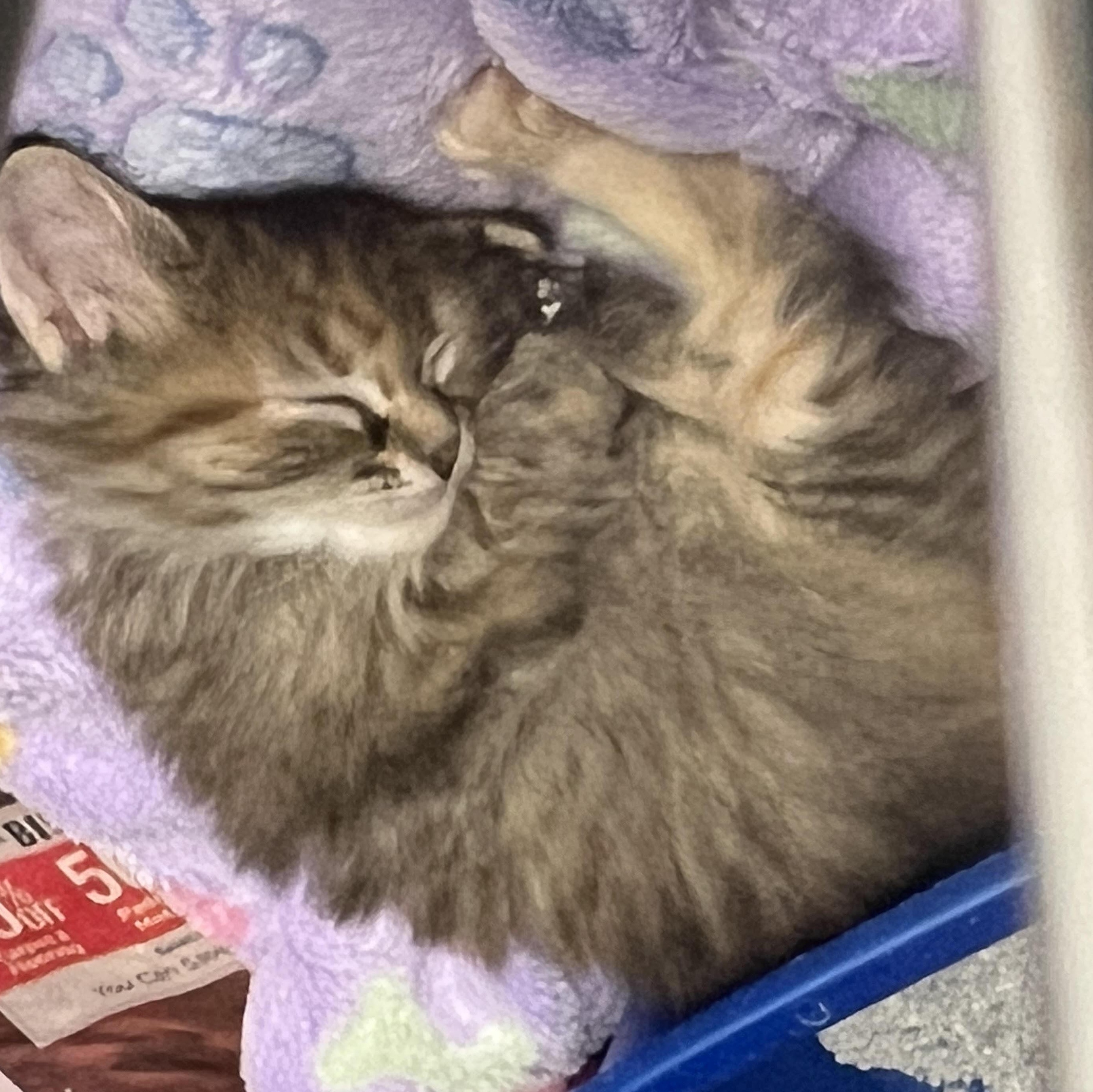 Enlarge Sloppy Jo, a Adopted Domestic Long Hair in Monon, IN image 3/3