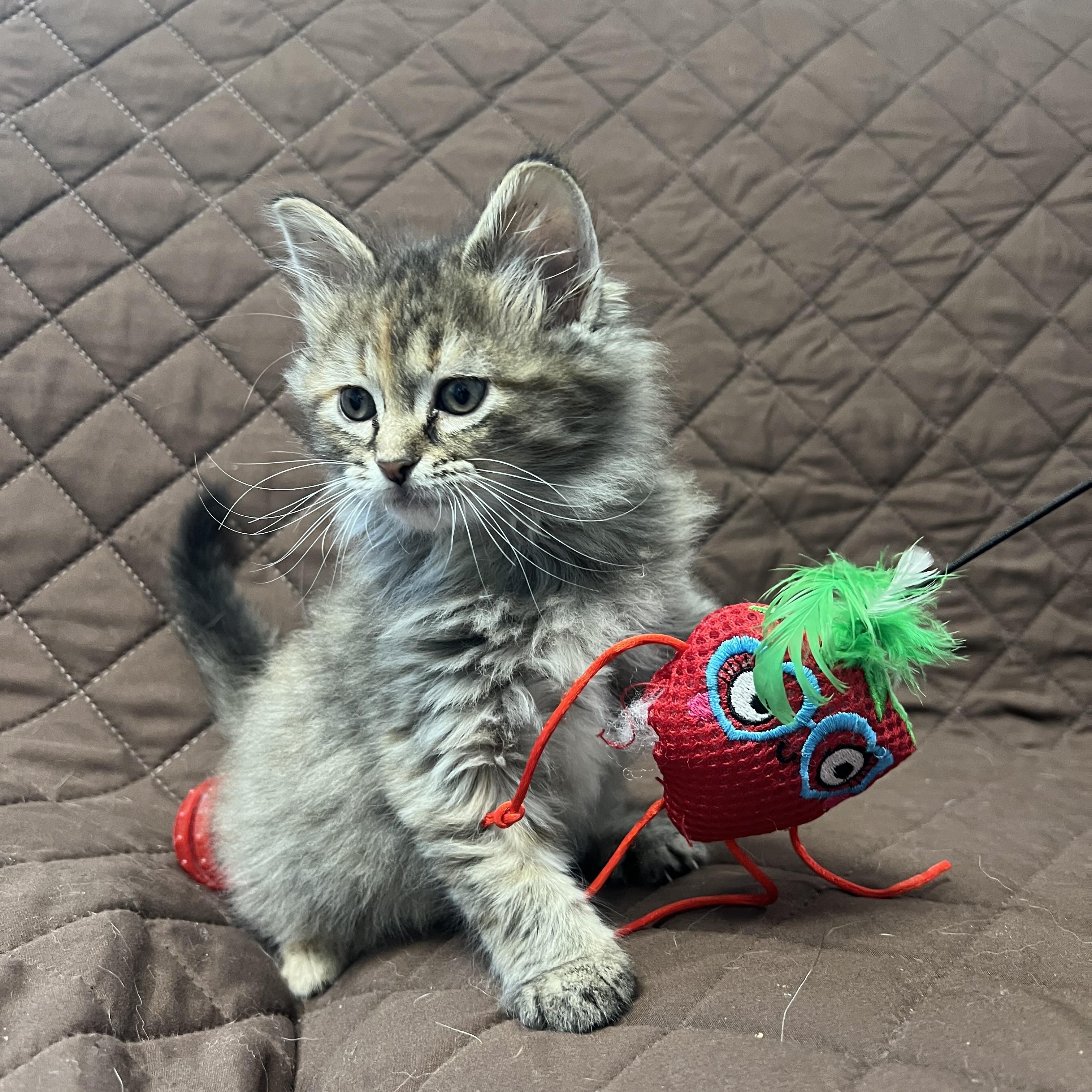 Enlarge Sloppy Jo, a Adopted Domestic Long Hair in Monon, IN image 2/3