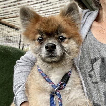 Enlarge Tiny, a Adopted Pomeranian in Oakland, CA image 1/3