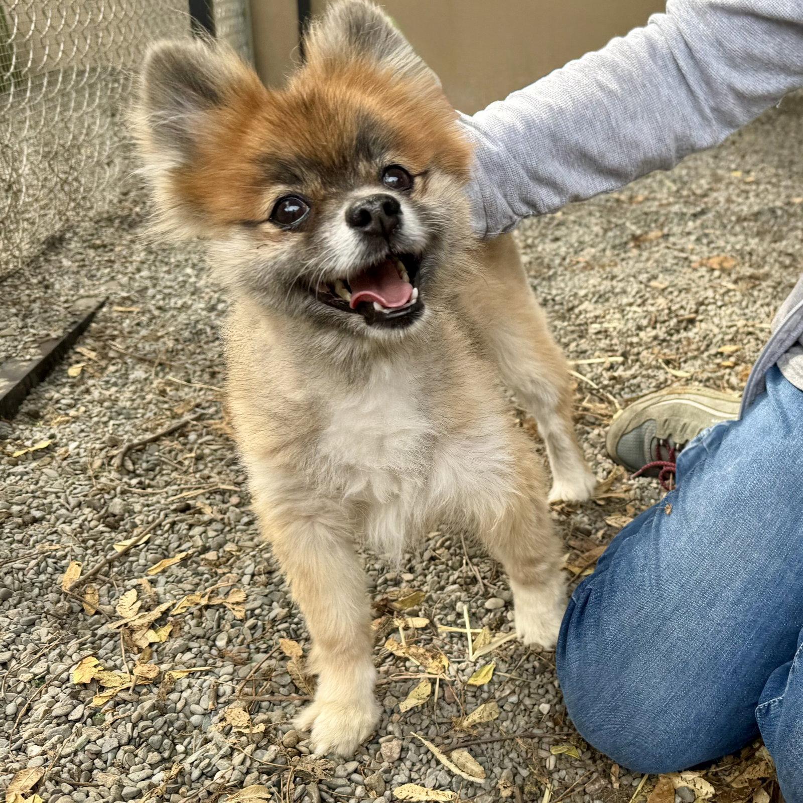 Enlarge Tiny, a Adopted Pomeranian in Oakland, CA image 2/3