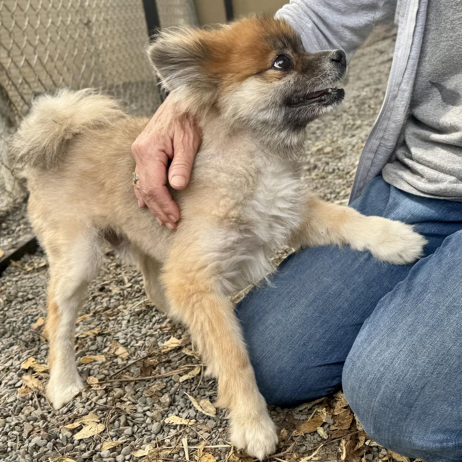 Enlarge Tiny, a Adopted Pomeranian in Oakland, CA image 3/3