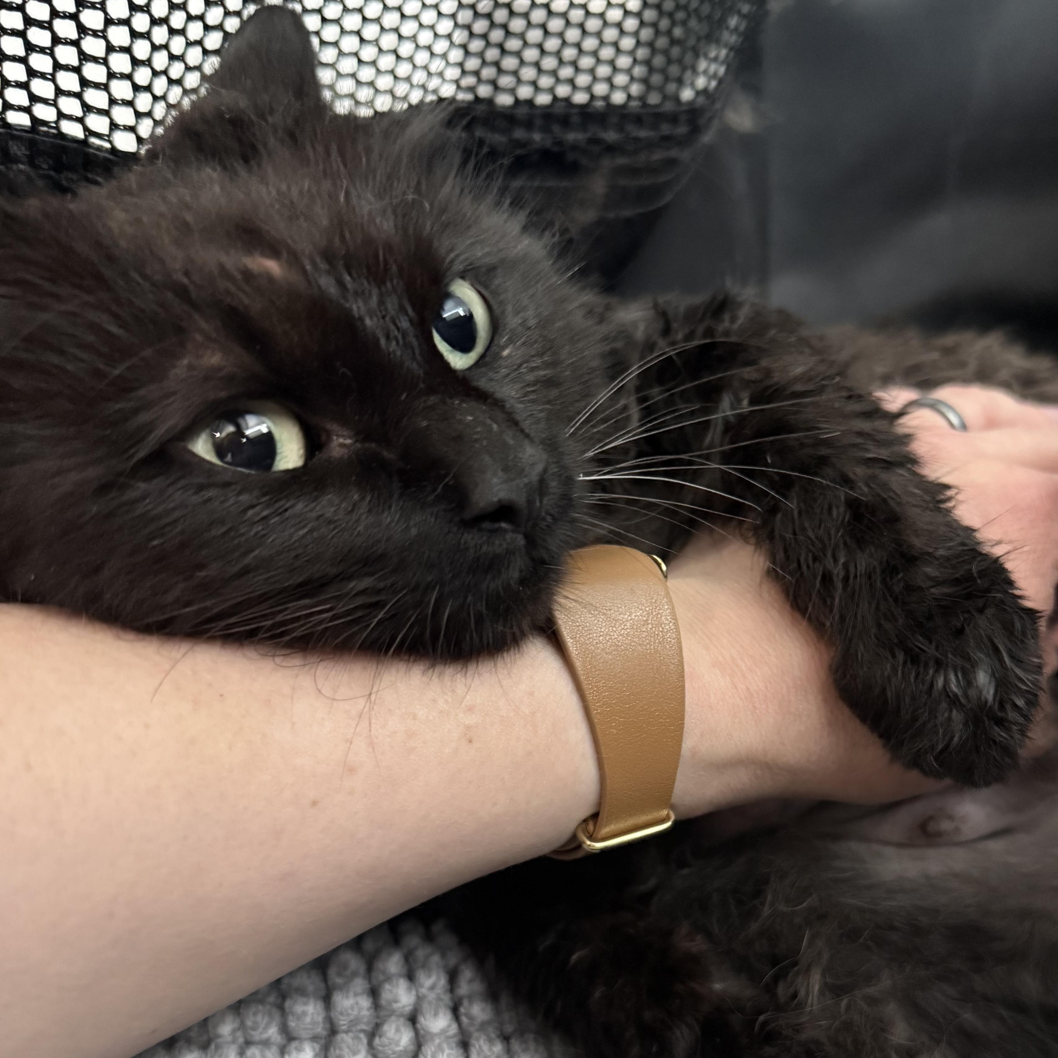 Enlarge Pear, a ADOPTABLE Domestic Long Hair in Fredericksburg, VA image 1/3