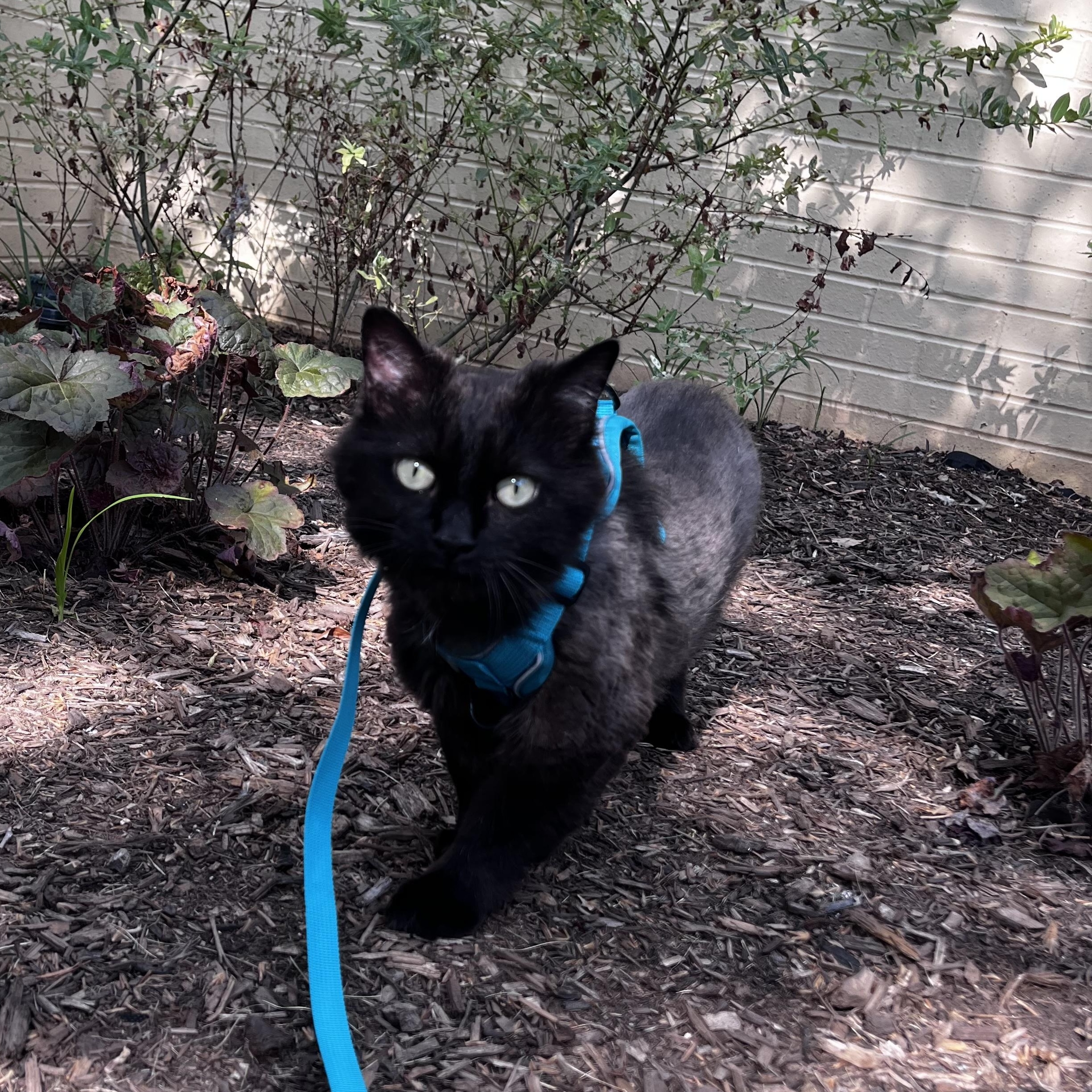 Pear, ADOPTABLE, Young Female Domestic Long Hair.