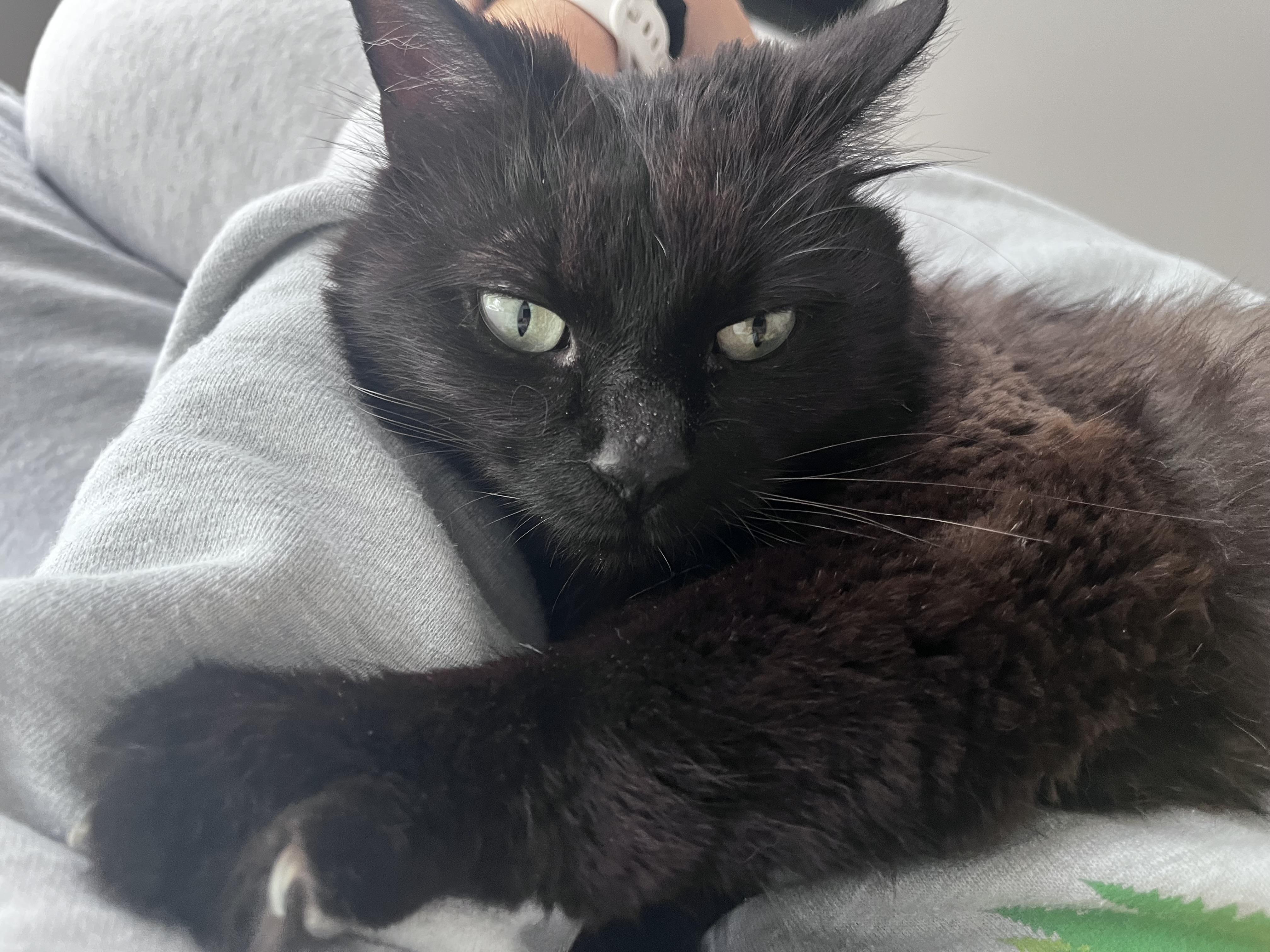Enlarge Pear, a ADOPTABLE Domestic Long Hair in Washington, DC image 4/6