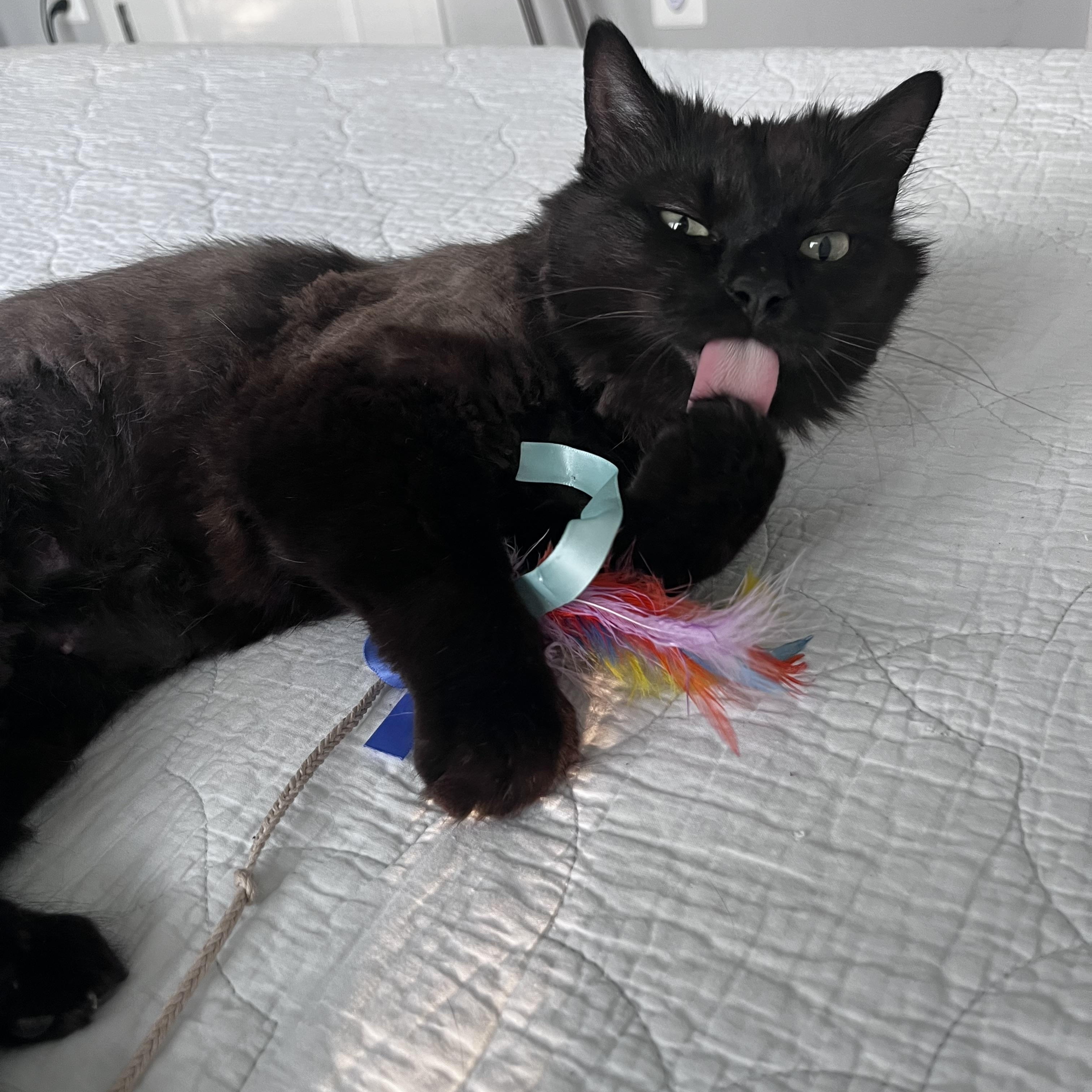 Enlarge Pear, a ADOPTABLE Domestic Long Hair in Washington, DC image 3/6