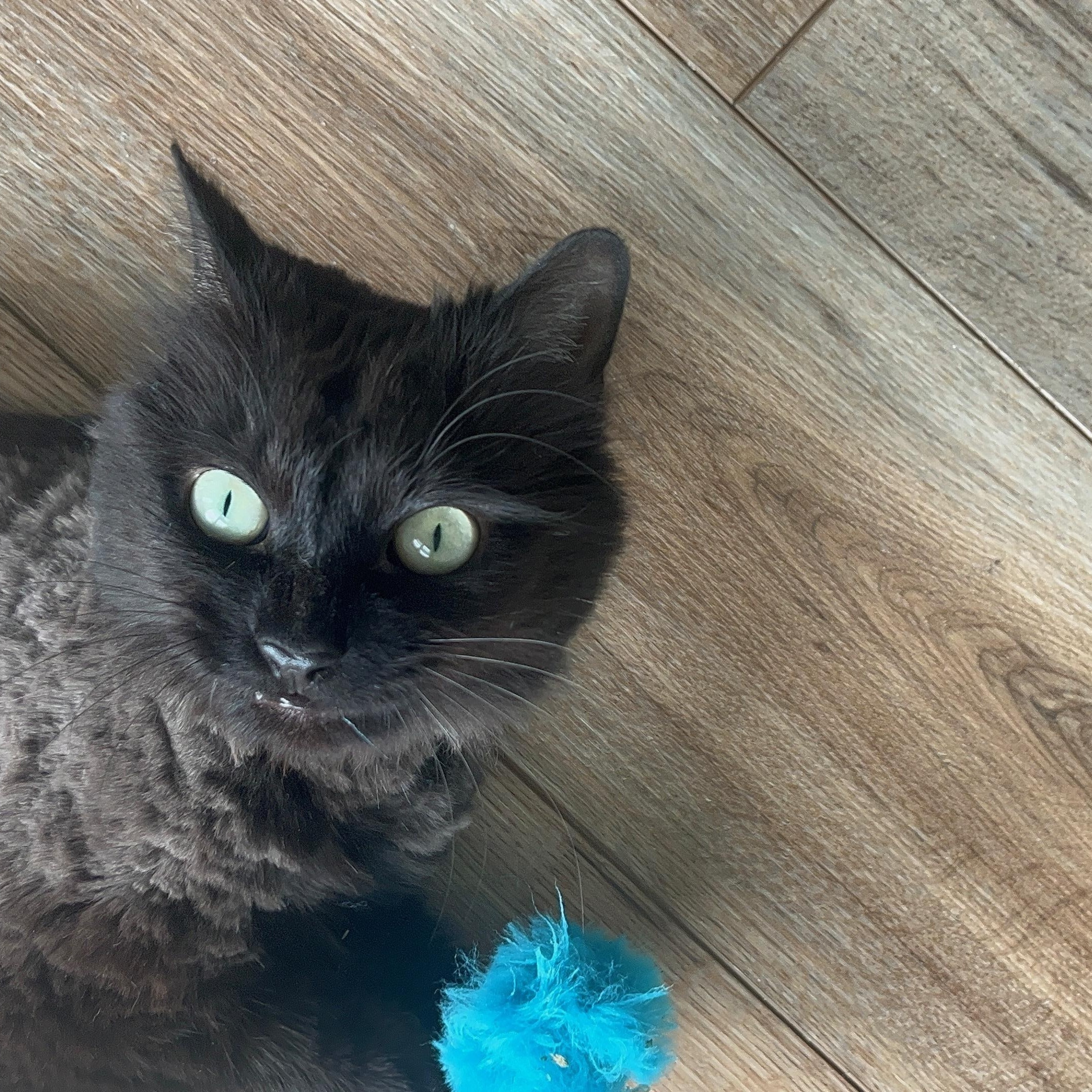 Enlarge Pear, a ADOPTABLE Domestic Long Hair in Fredericksburg, VA image 3/3