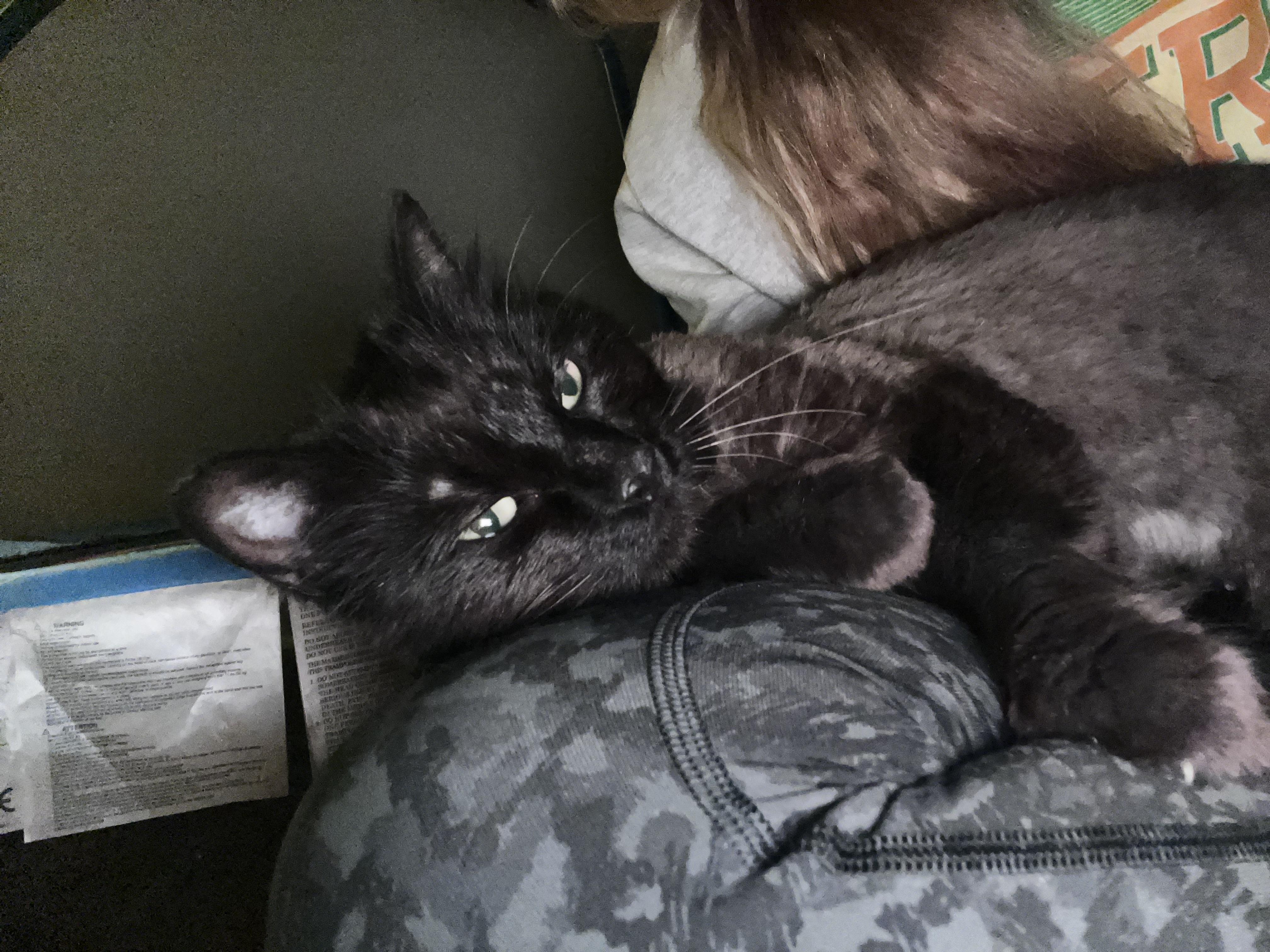 Enlarge Pear, a ADOPTABLE Domestic Long Hair in Fredericksburg, VA image 2/3