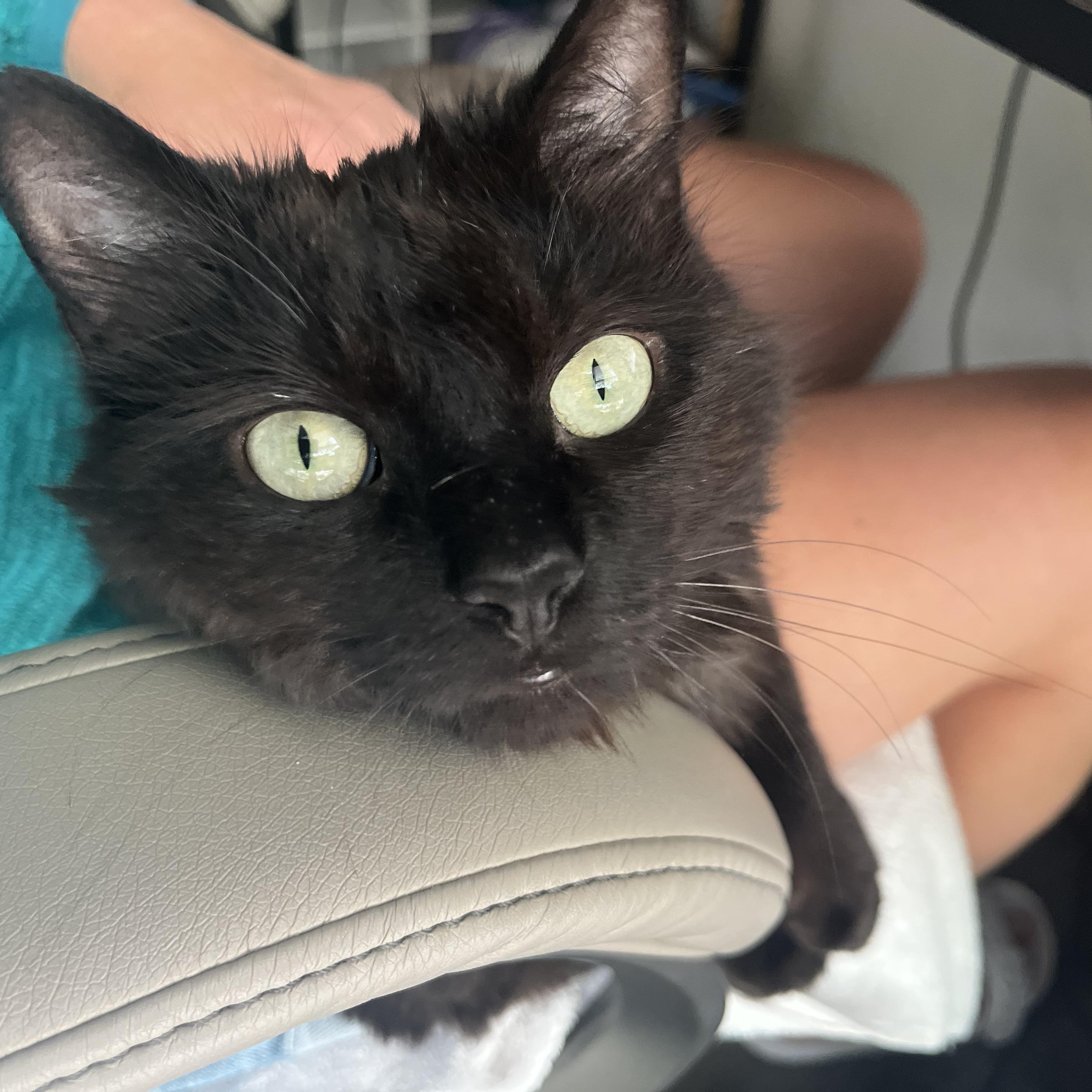 Enlarge Pear, a ADOPTABLE Domestic Long Hair in Washington, DC image 5/6