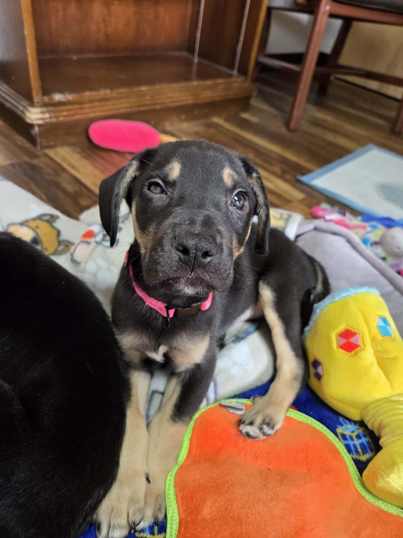 Lottie The sweet Pea, Adoptable, Puppy Female American Bully.