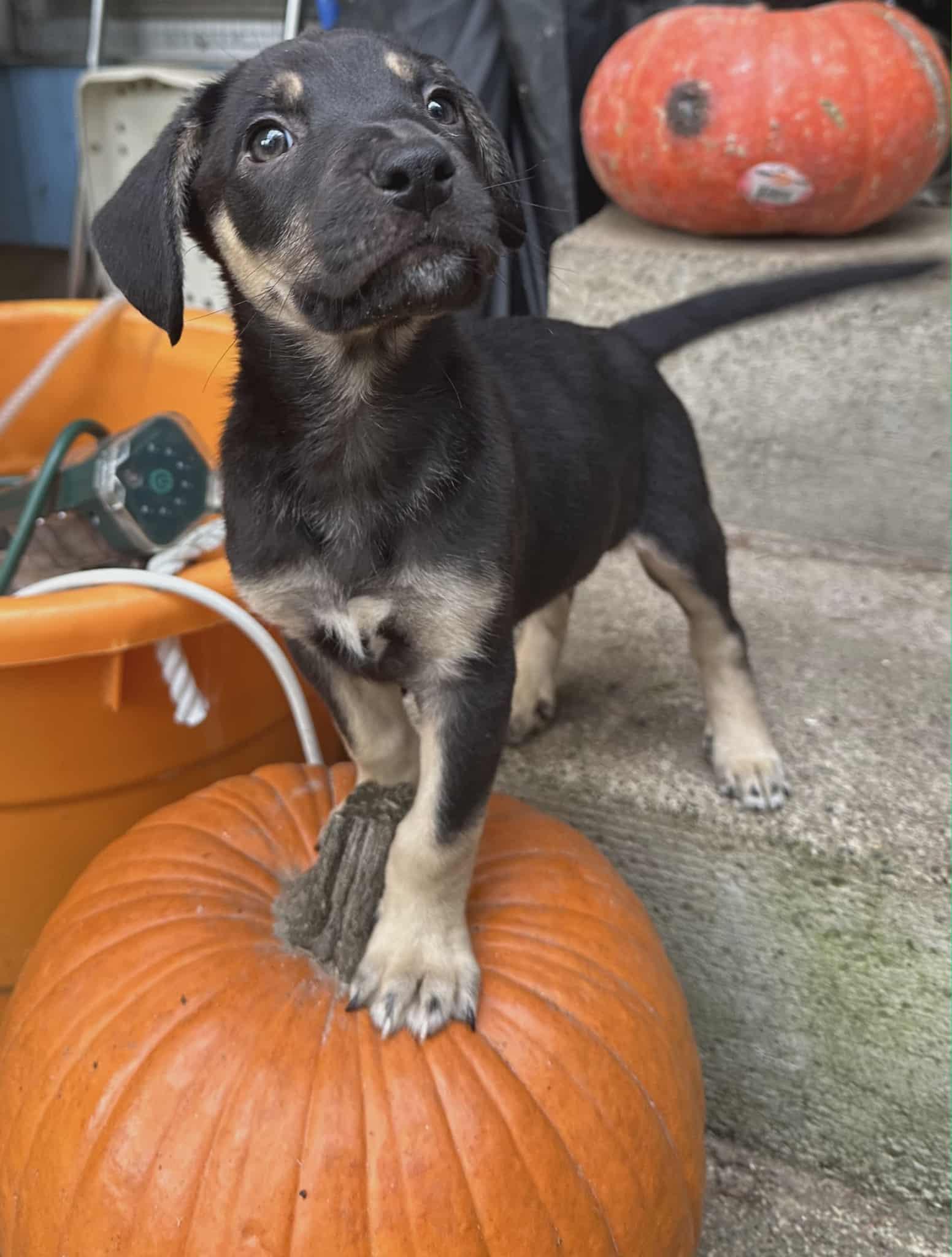Enlarge Lottie The sweet Pea, a Adoptable mixed breed in Lacey, WA image 3/6