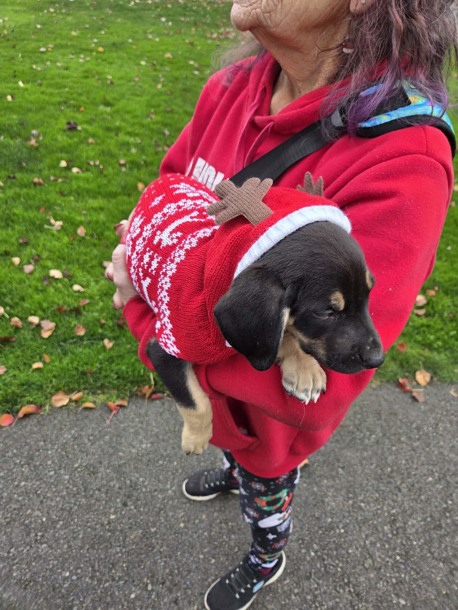 Enlarge Lottie The sweet Pea, a Adoptable mixed breed in Lacey, WA image 4/6