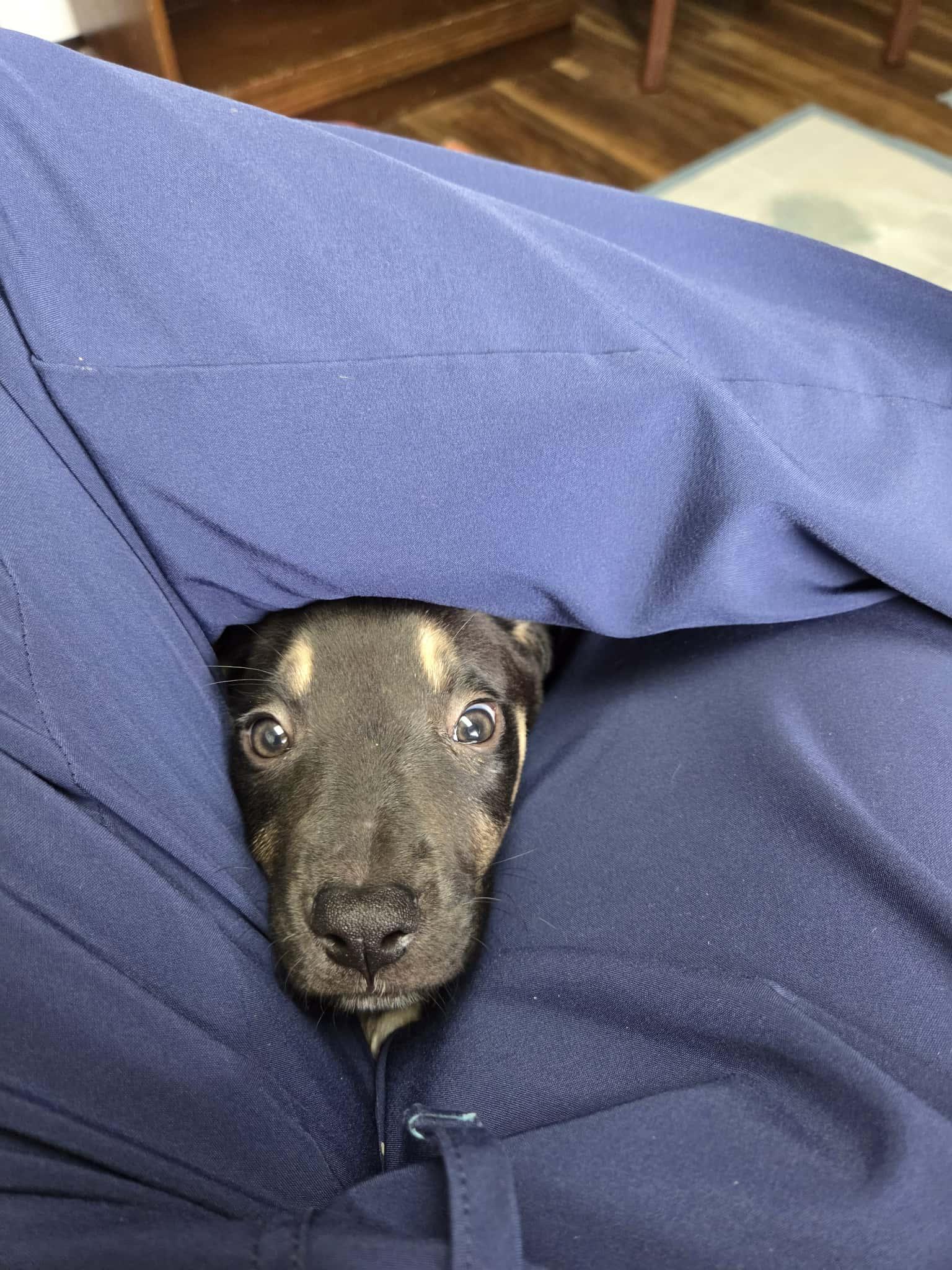 Enlarge Lottie The sweet Pea, a Adoptable mixed breed in Lacey, WA image 5/6